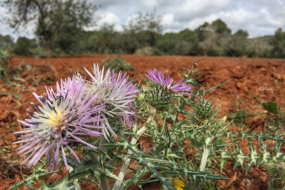 Thistles in front of farmland