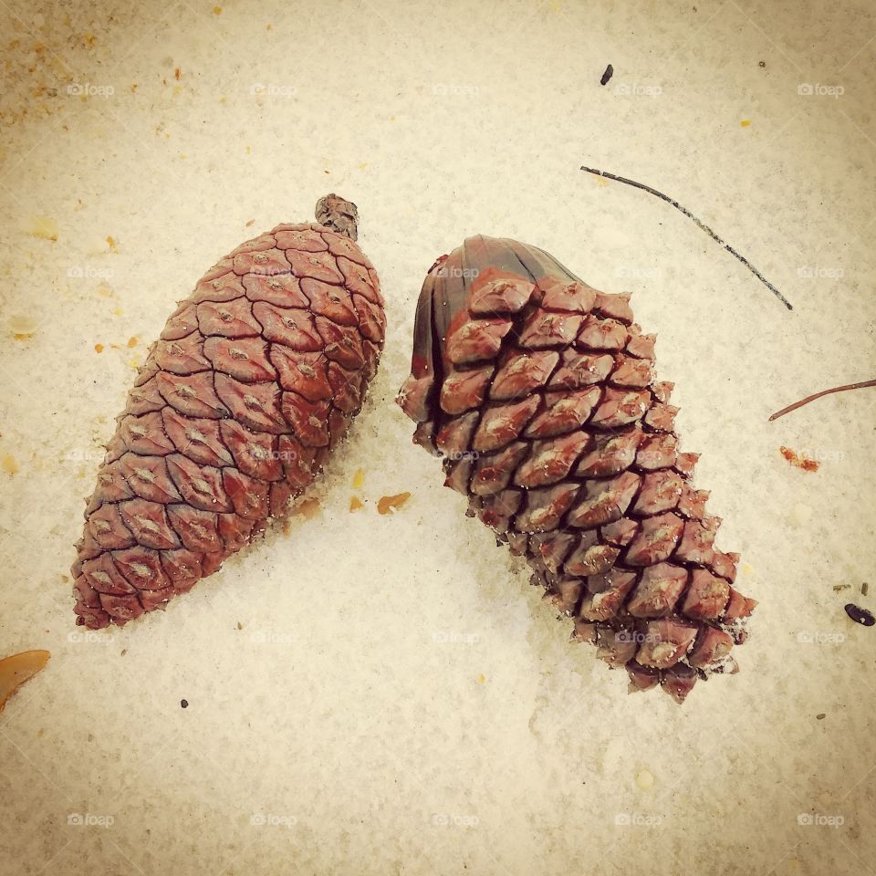 Beach Pinecones