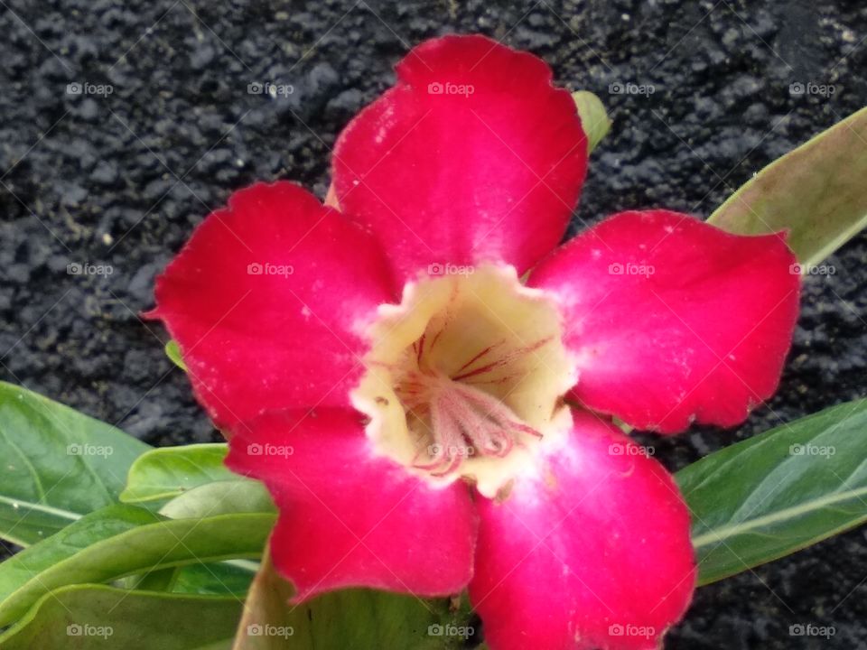 Face Of Frangipani Flower
