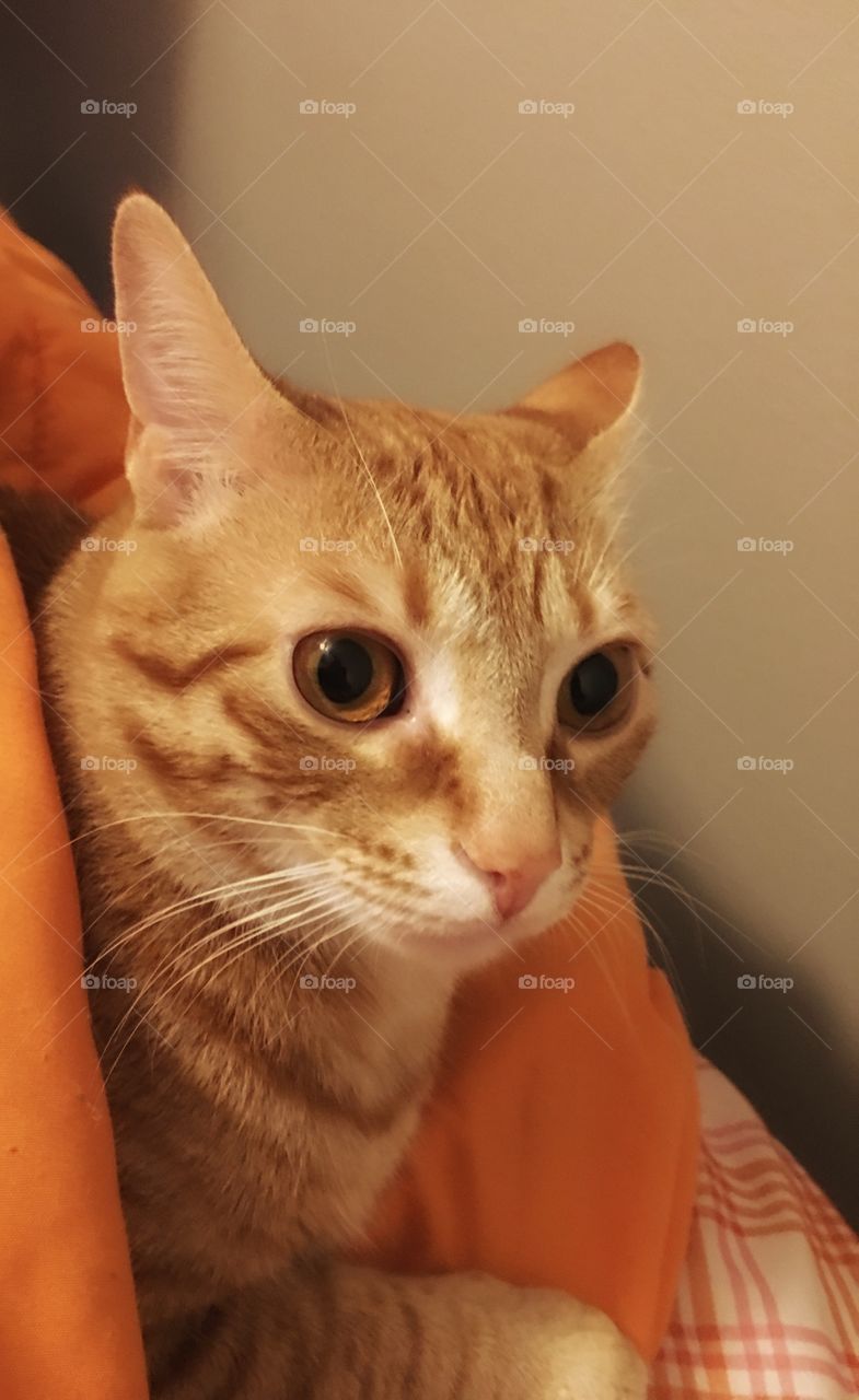 My orange tabby kitty 