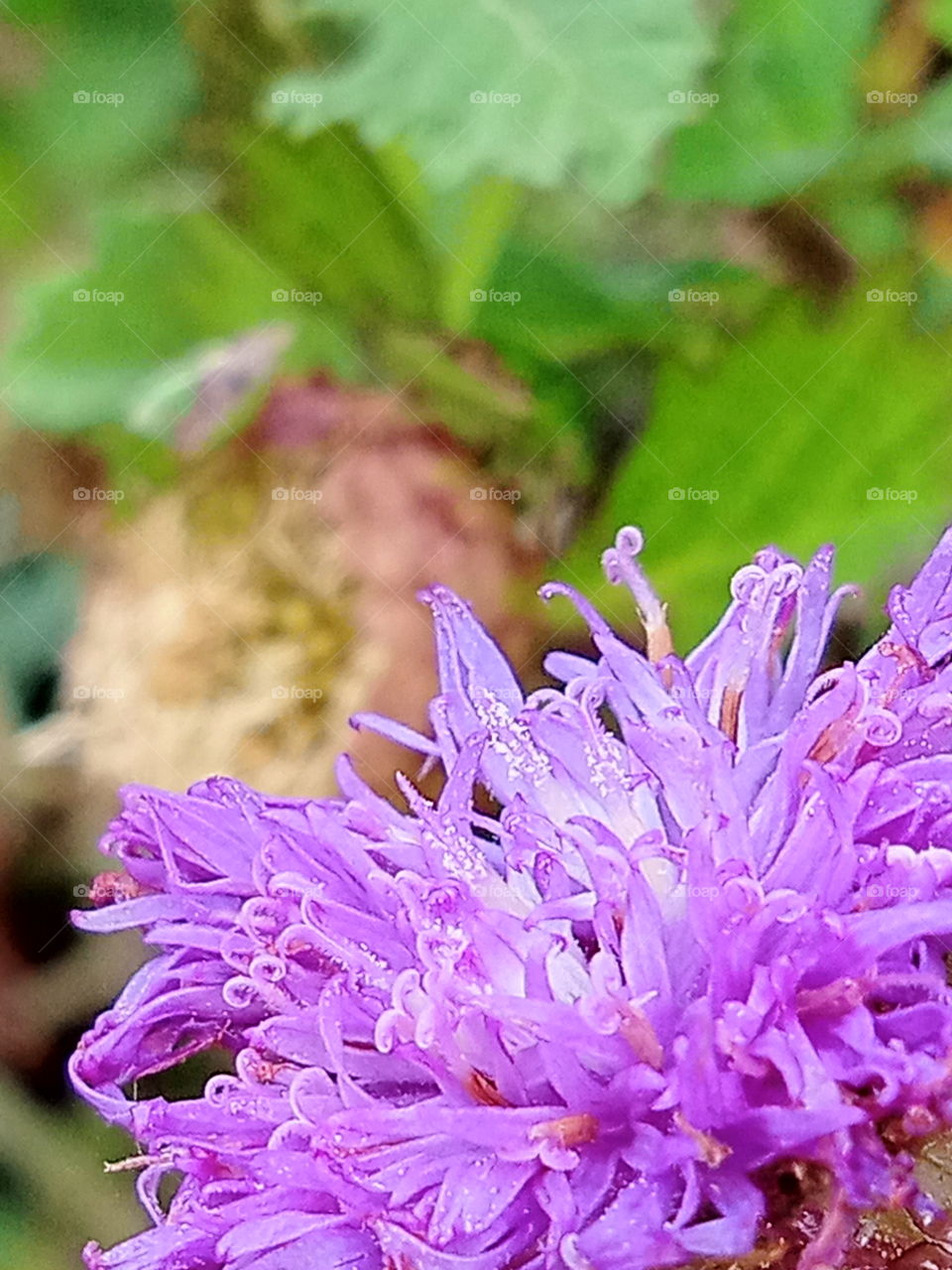 flowers and insects