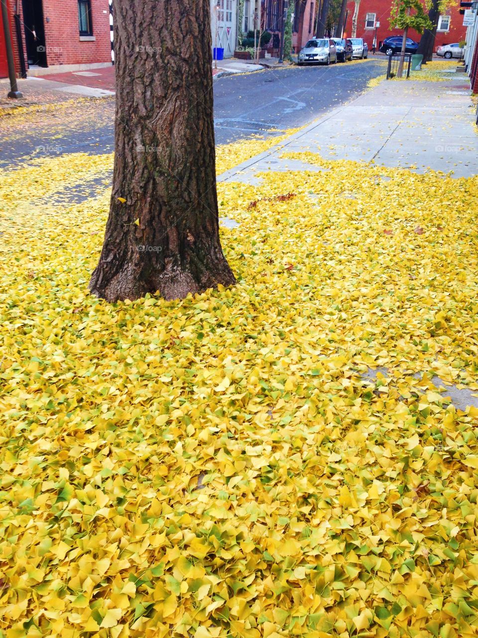 The yellow brick road. Fall in Philly