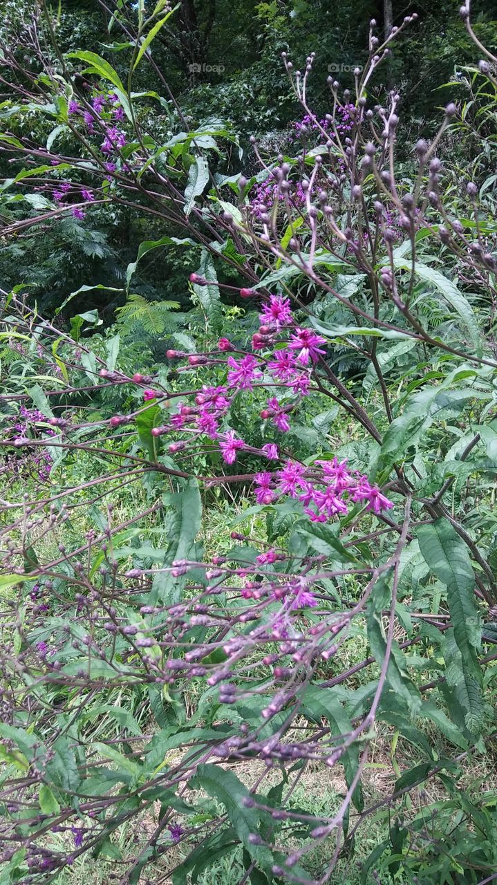 Nature, Flora, Flower, Leaf, Tree