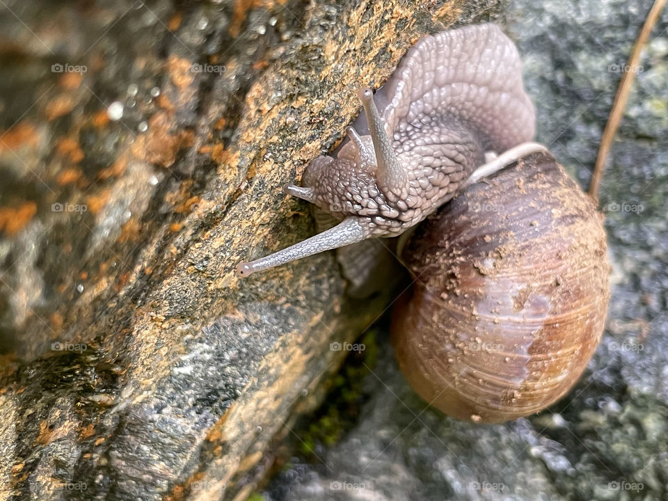 A vineyard snail climbs a rock