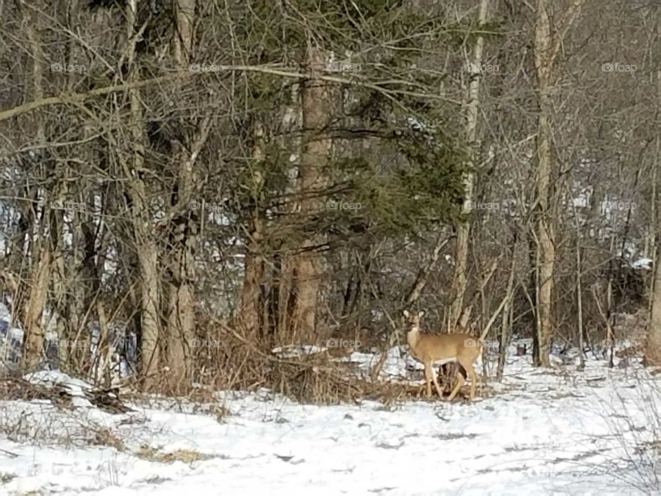 Deer in the forest