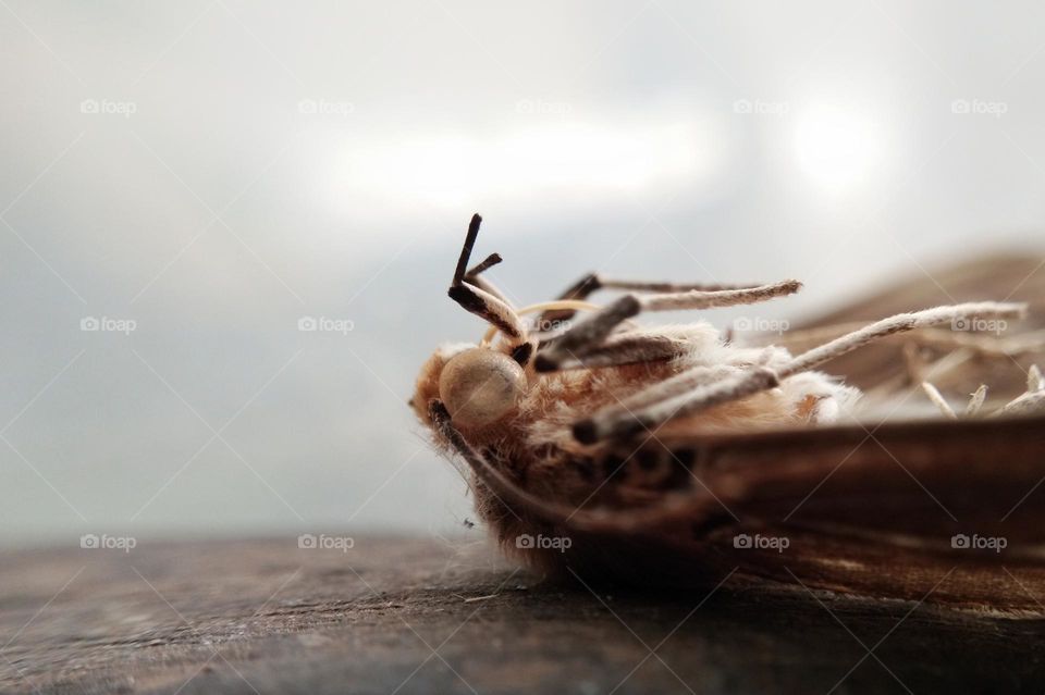 dead insect, butterfly