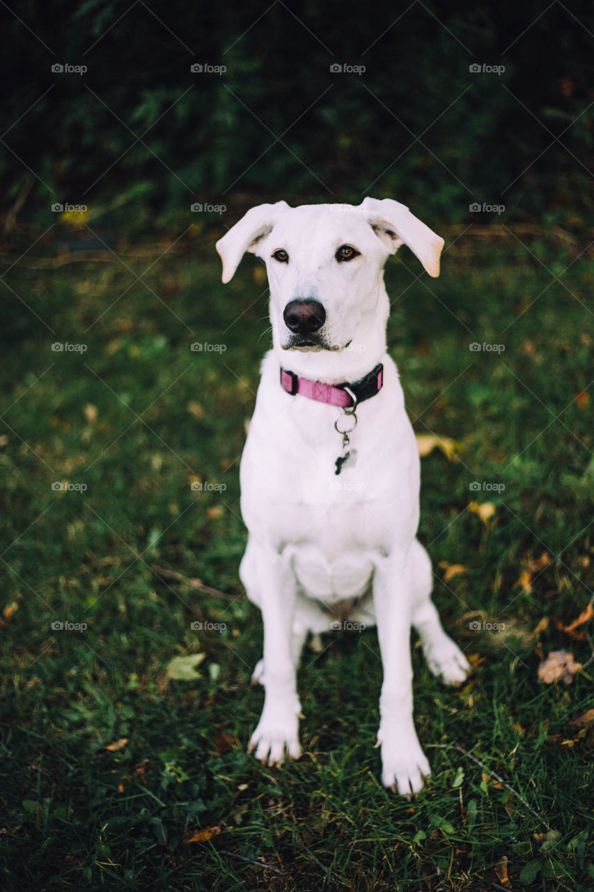 White lab 