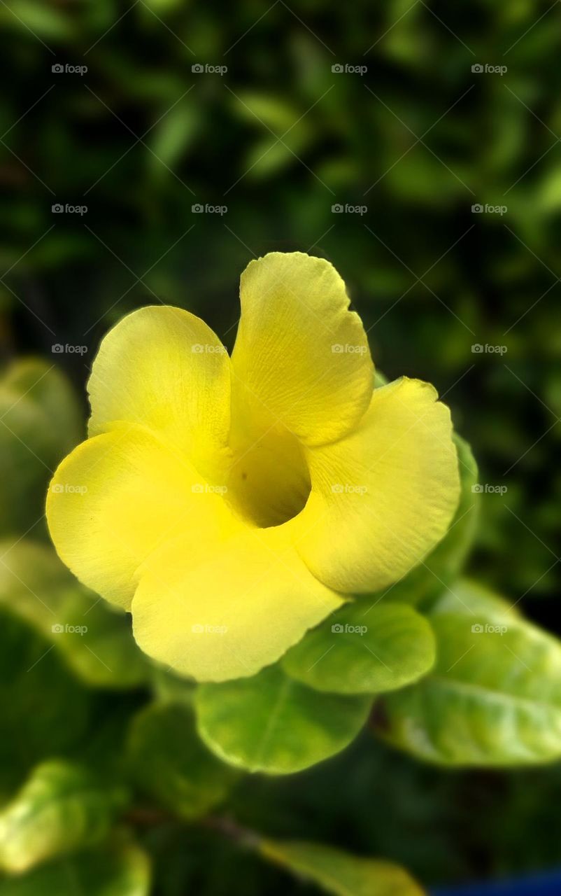 Pentalinon luteum, commonly known as hammock viper's-tail, licebush, wild allamanda, wild wist yellow mandevilla, and yellow dipladenia, is a vine native to the Caribbean islands, Honduras, and the US state of Florida