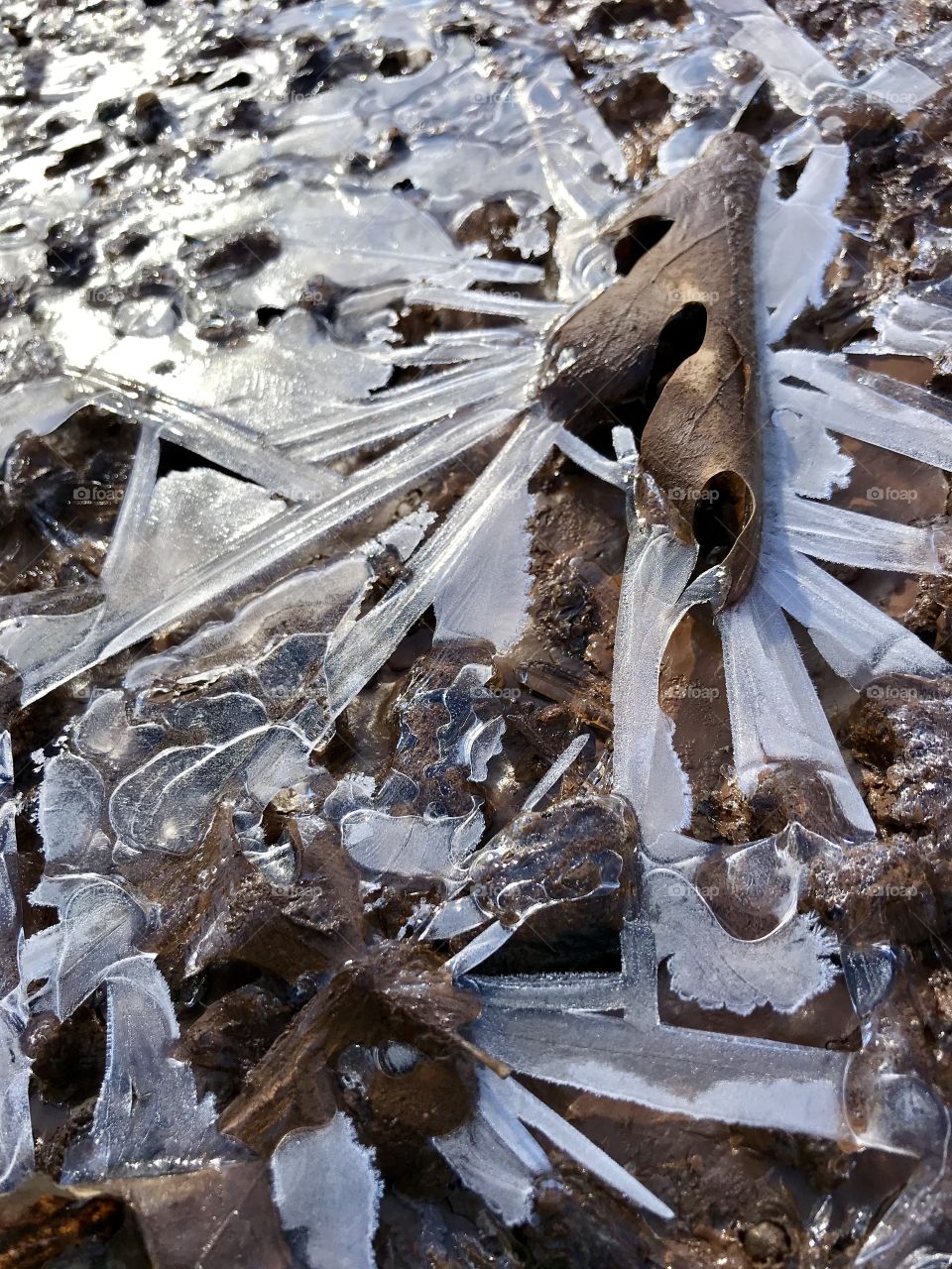 Frozen puddle of icy crystals and oak leaf