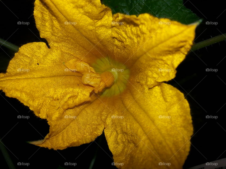 Squash Blossom