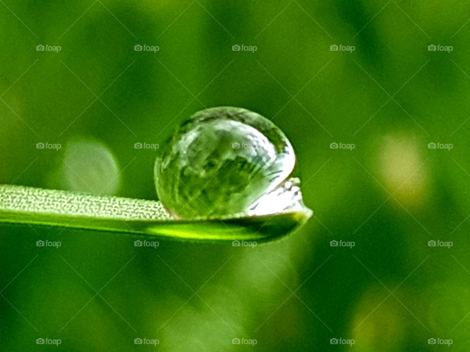 Droplet on grass