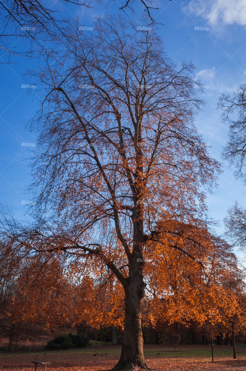 Vertical view of a big autumn tree 