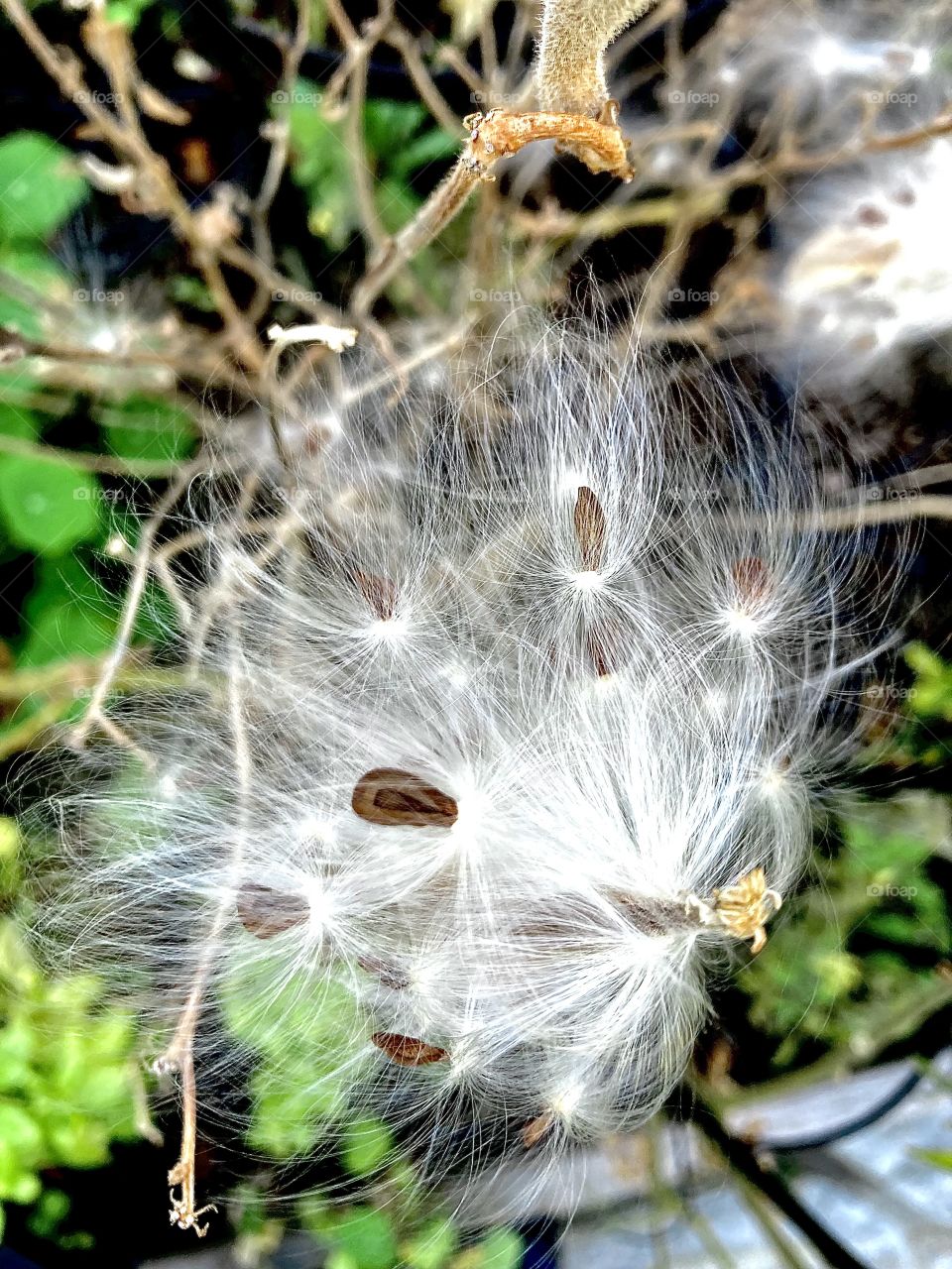 Butterfly milkweed (Asclepias tuberosa) seed pods
