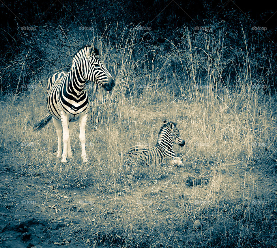 Zebras resting
