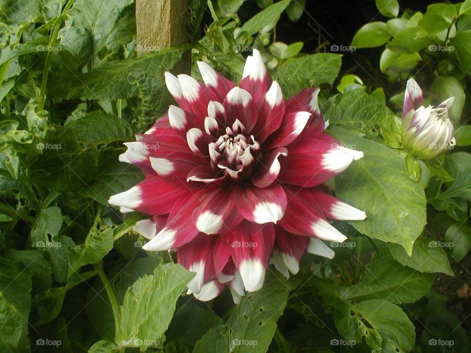 white red flower