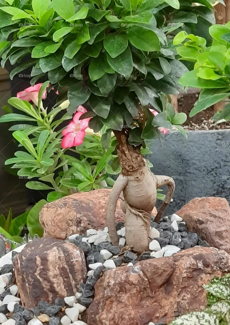 nature
