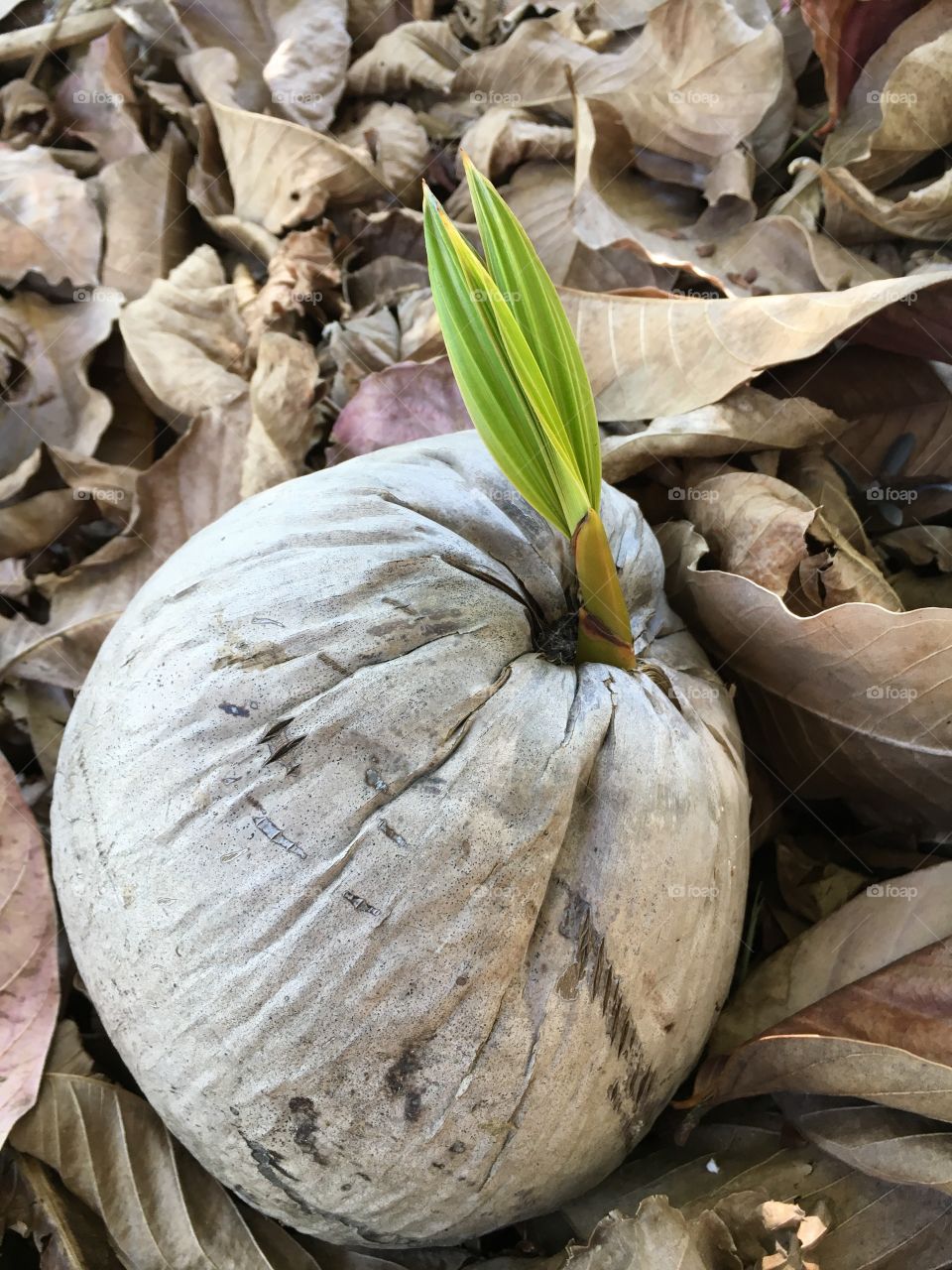 Coconut sprouting 