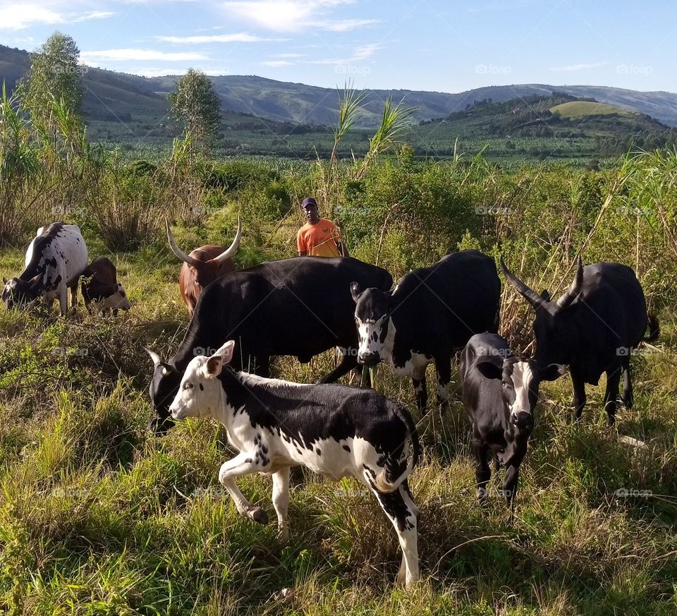 available four hecteres for looking on cows