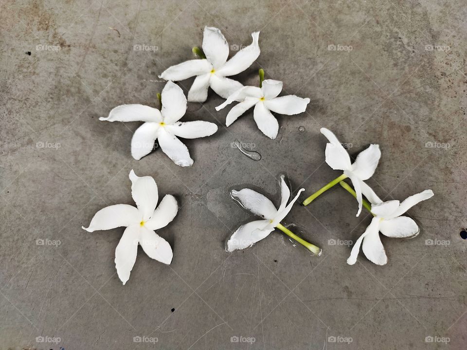 Crepe Jasmine
White Flowers
🌼🌼🌼🌼🌼
Natural Beauty