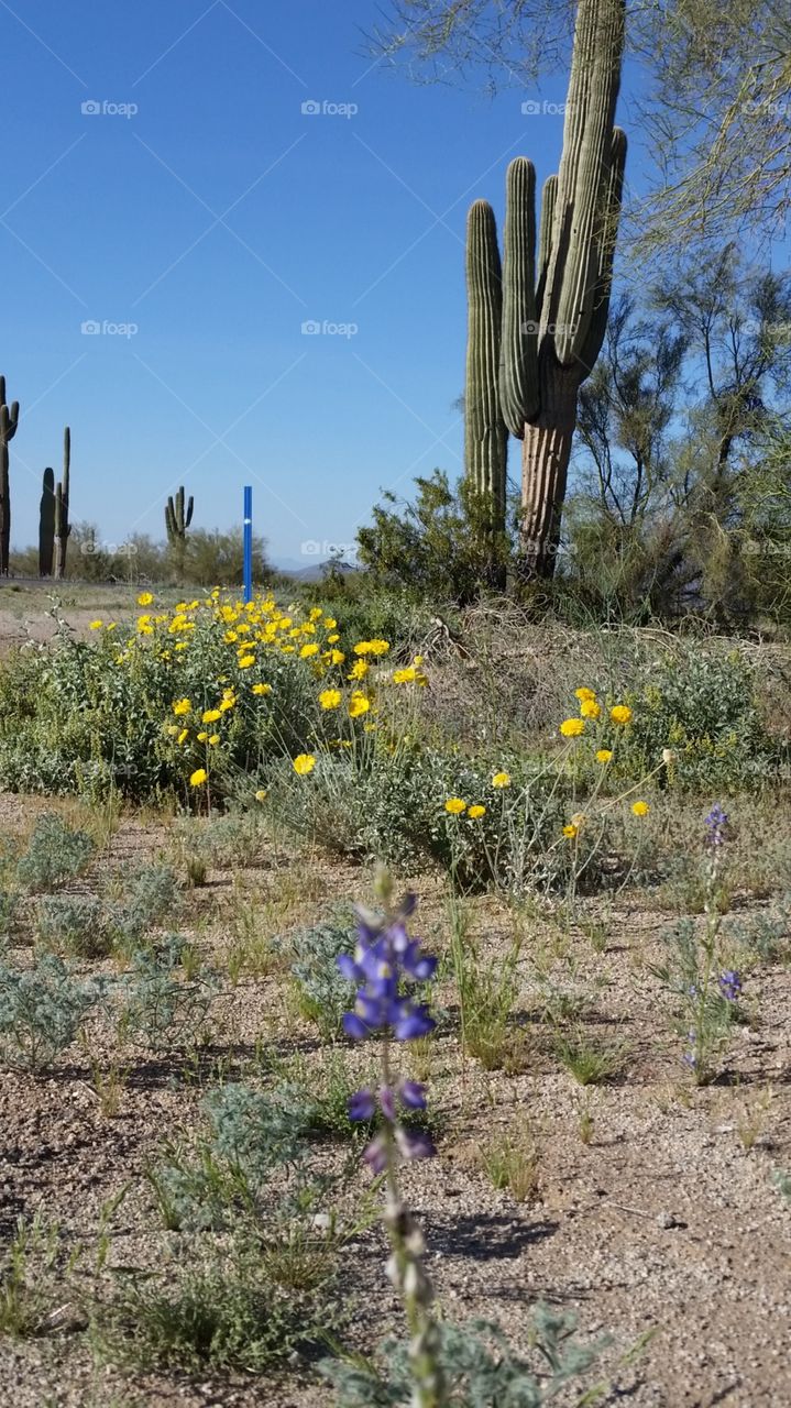 springing desert