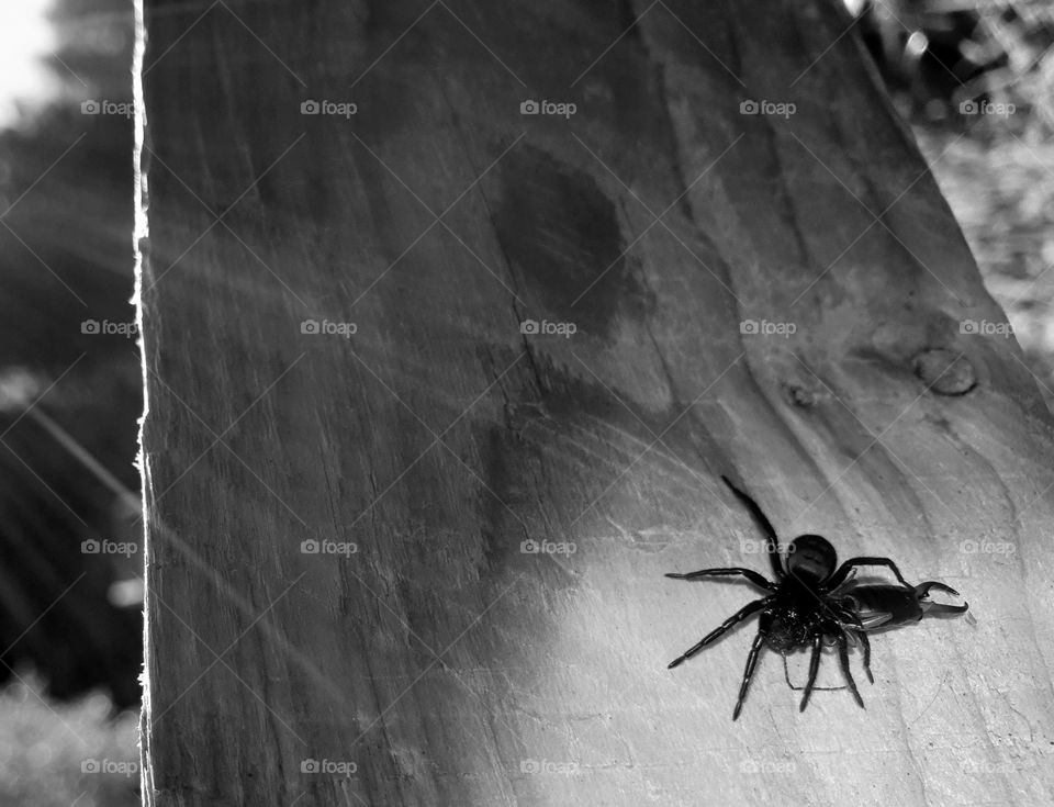 A spider caught something to eat. Black and white.