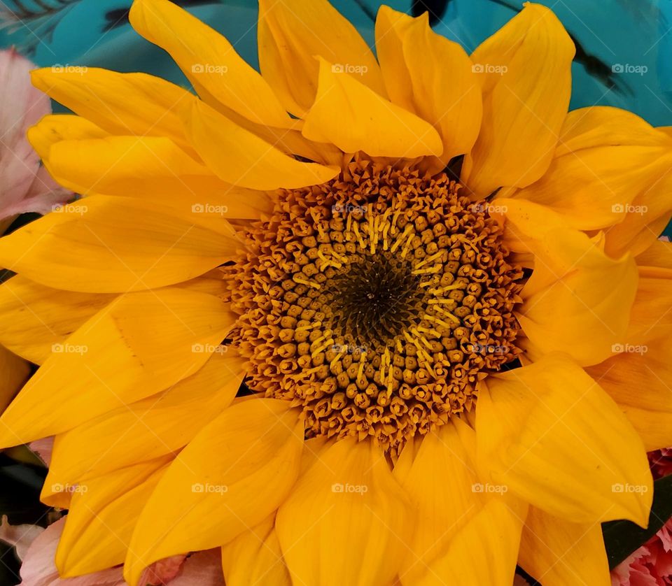 close up of a bold yellow sunflower blossom for sale in an Oregon store in Autumn