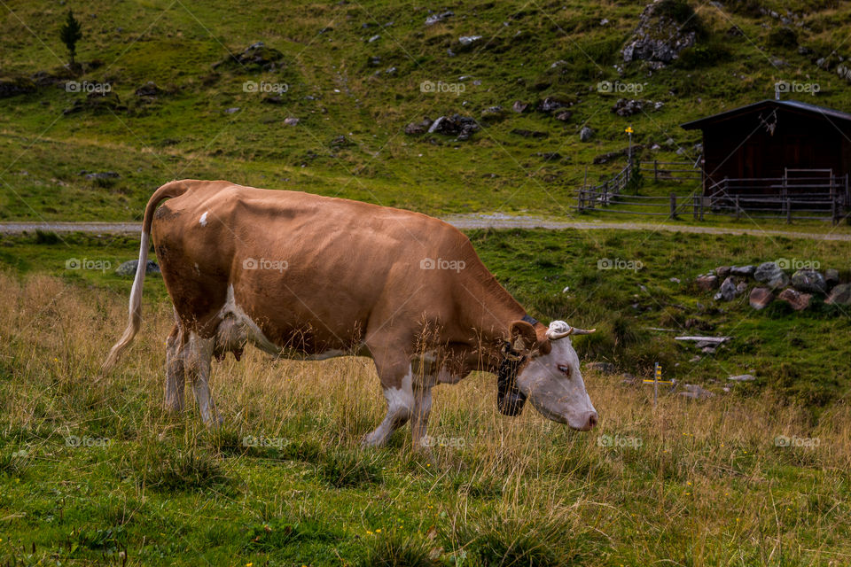 cow in nature