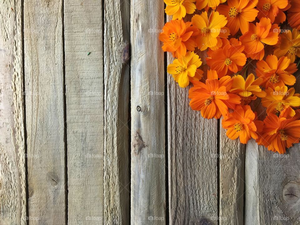 Border of Poppies