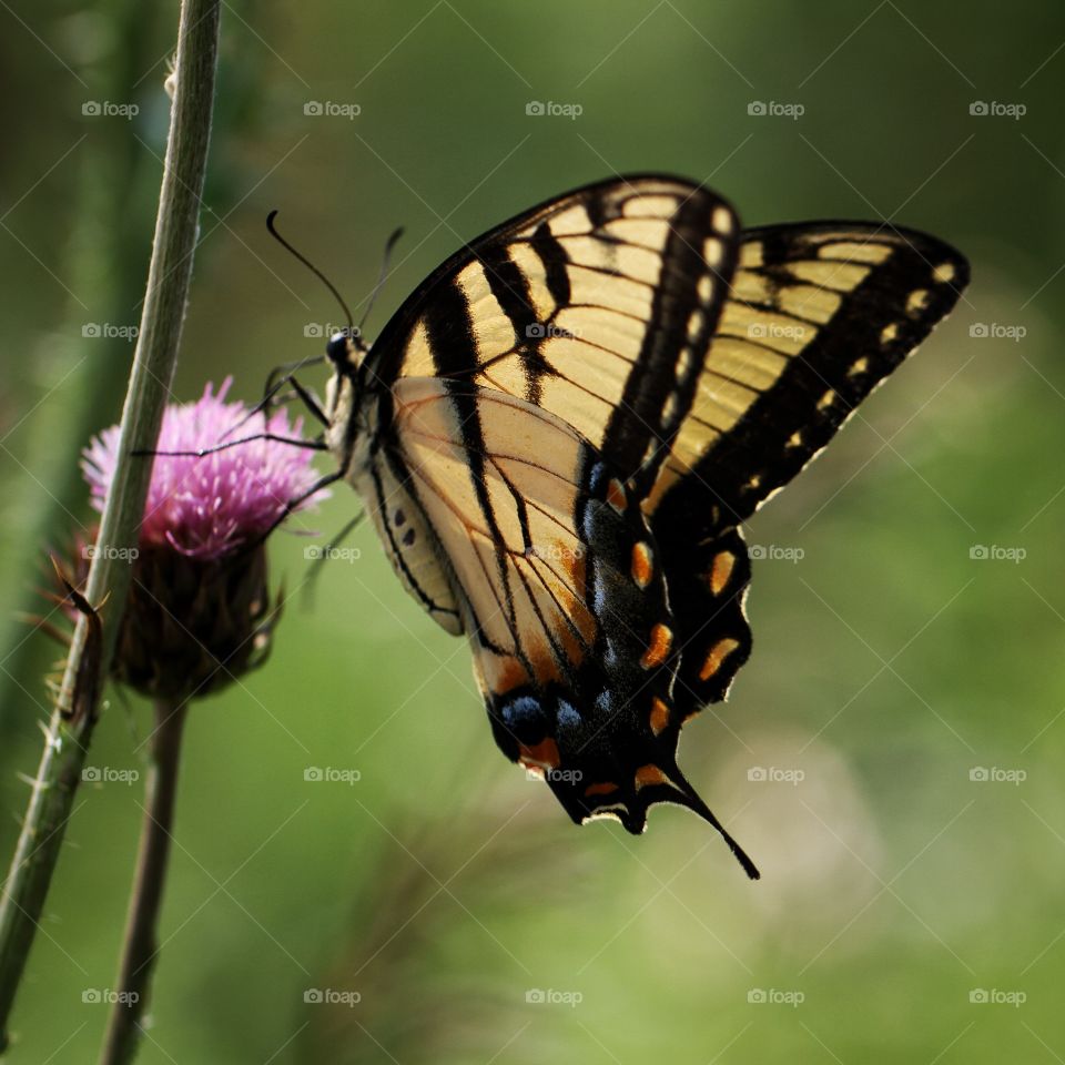 Butterfly on thistle. 