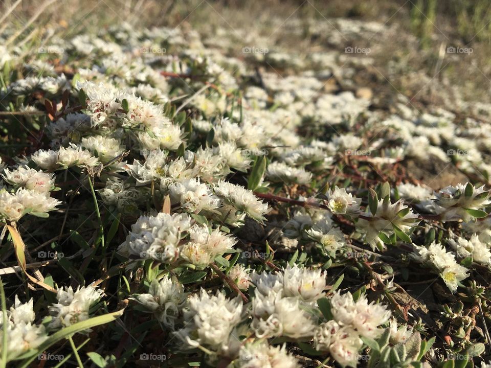 Tiny wild carpet plant in sun