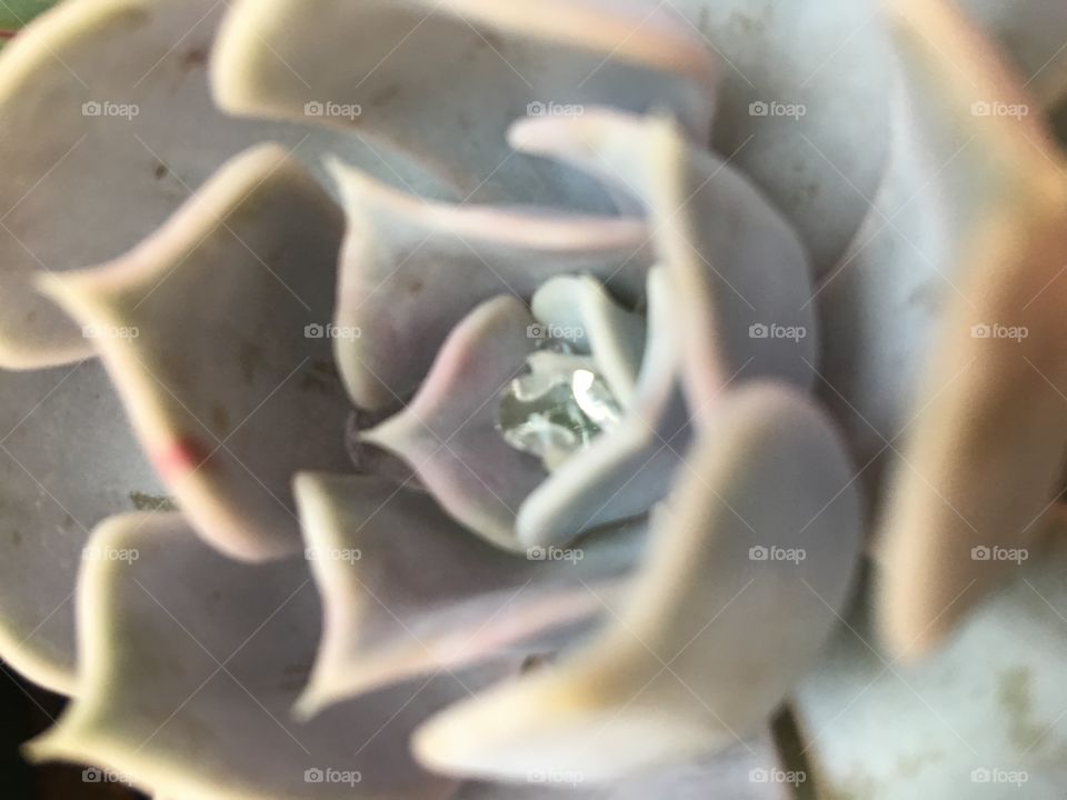 Water droplets on succulent 