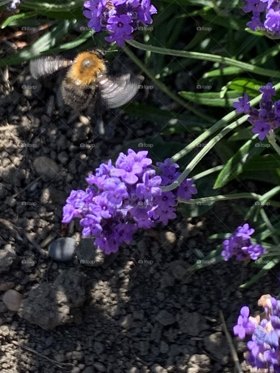 A Walk through Redburn Dene