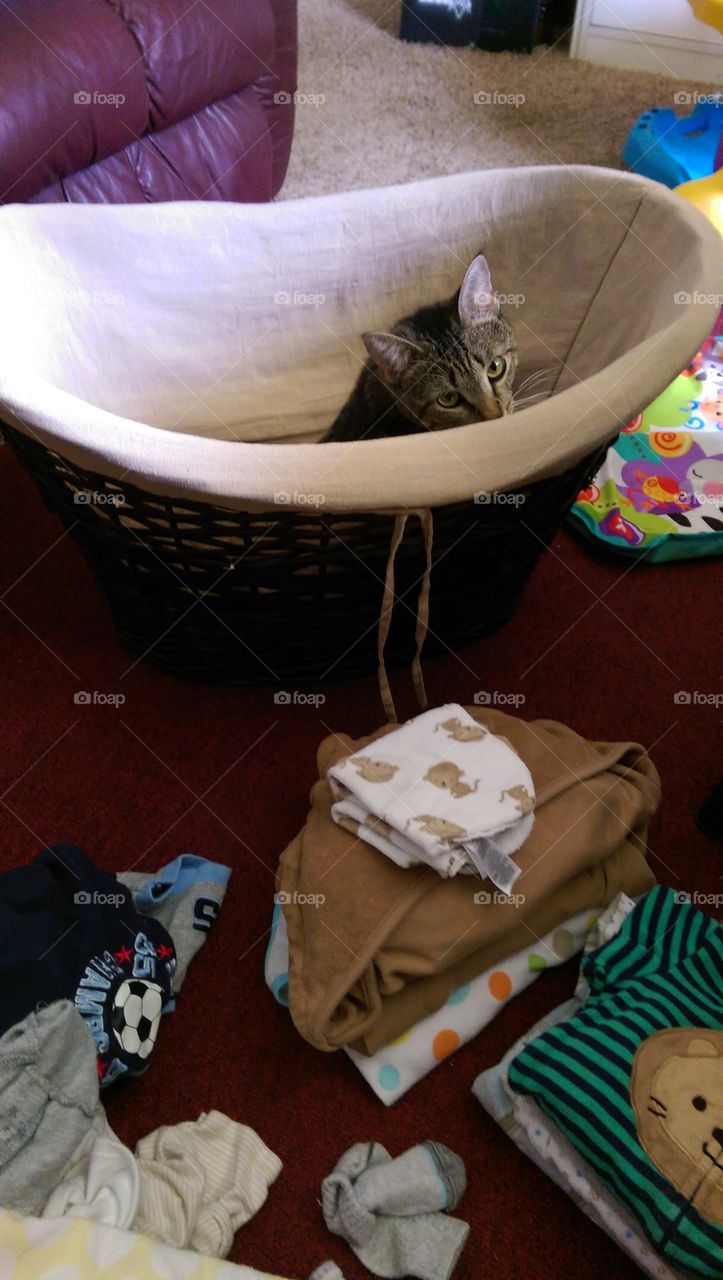 cat in baskets