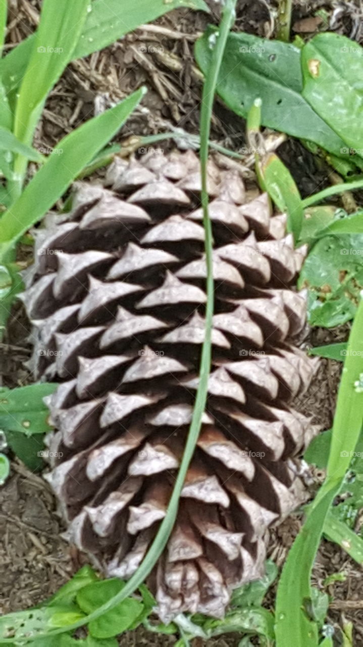 pinecone