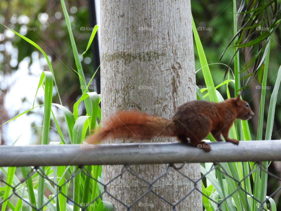 Red Squirrel 