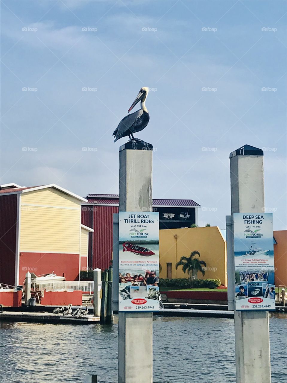 Pelican on the pole