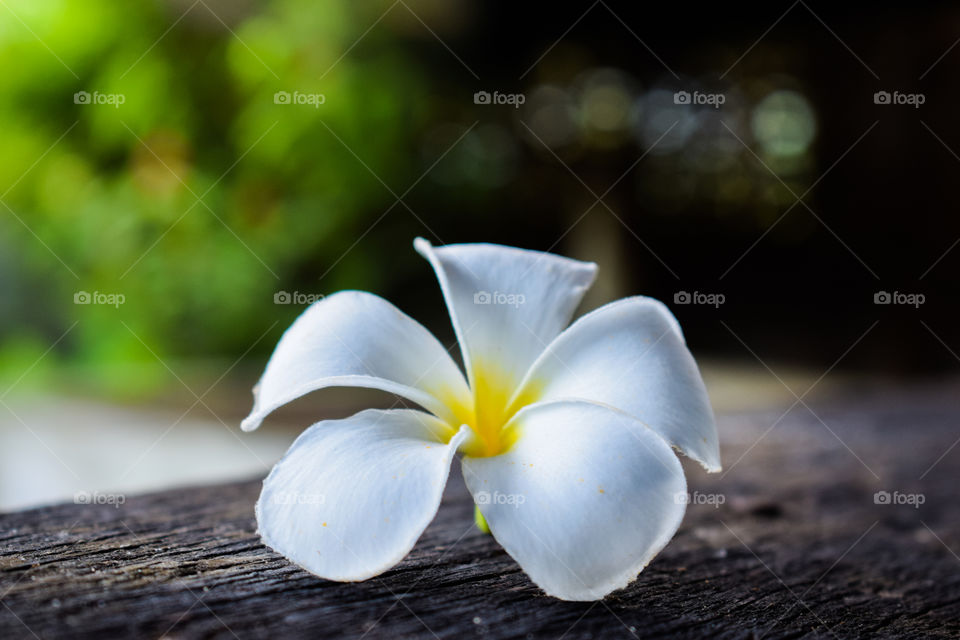 Close up of Plumeria or Frangipani, Beautiful White Flower on Bokeh, Spa