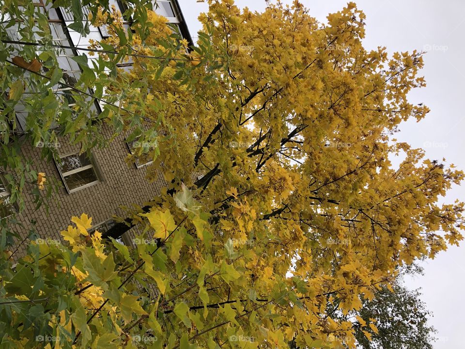 Жёлтые листья