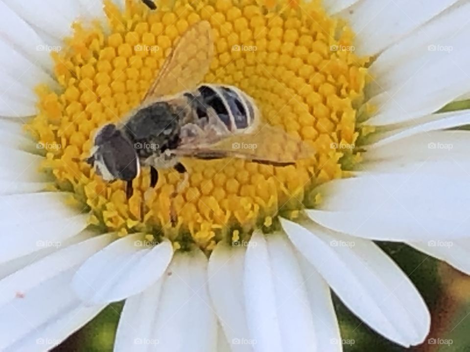 Bee pollinating