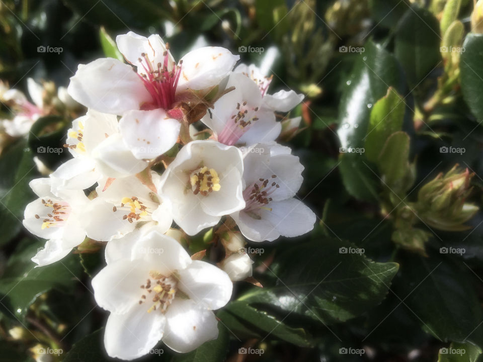 White flower called rhaphiolepis