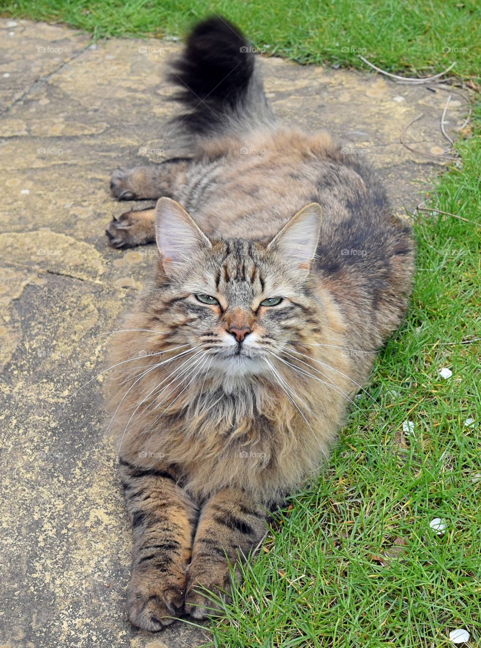 fluffy longhaired cat smiling outdoors.