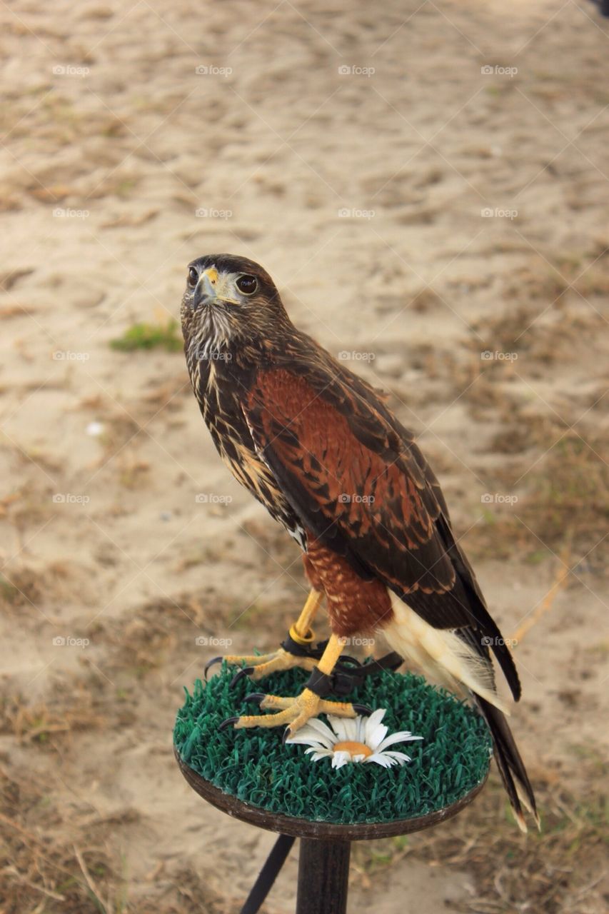 Hawk on a stand