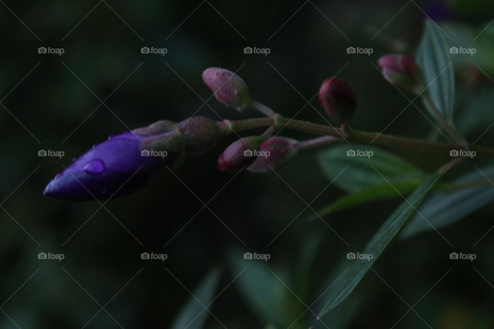 Flowers from my home Garden