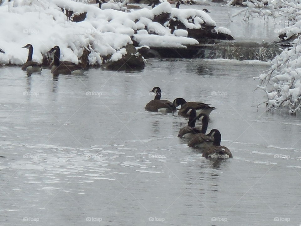 geese in a row on snowy creek