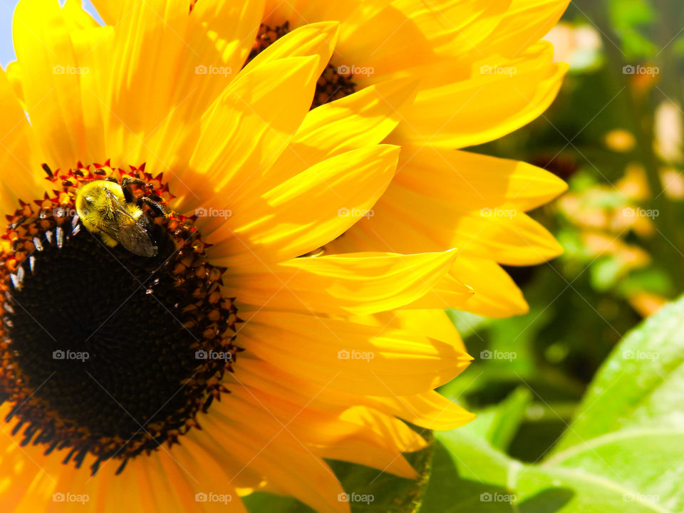 Pollinating Nature's Beauty