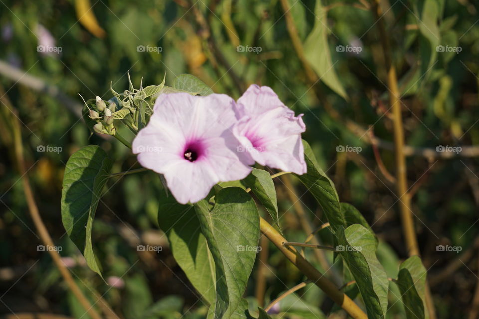 flower