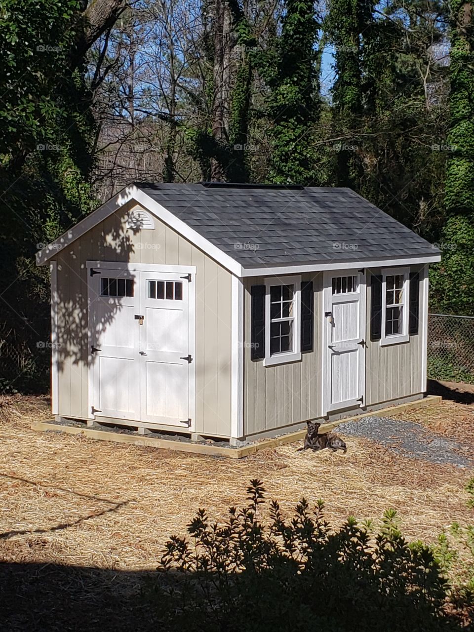 shed and dog