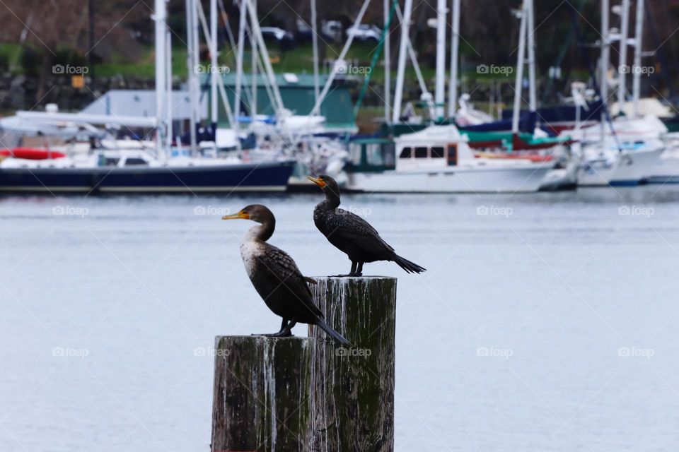 Cormorants in the harbour 