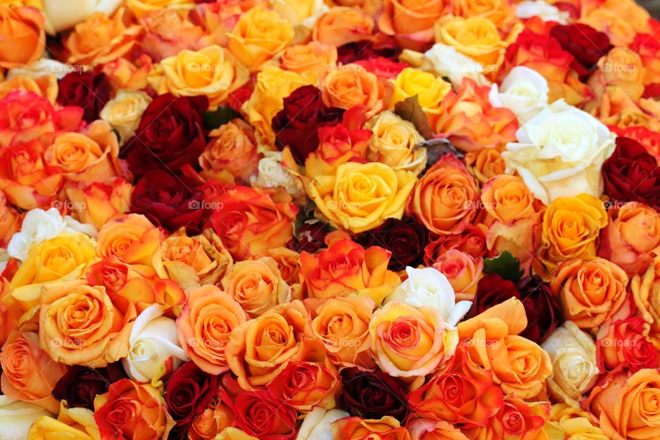 Gemischte Farben von Rosen