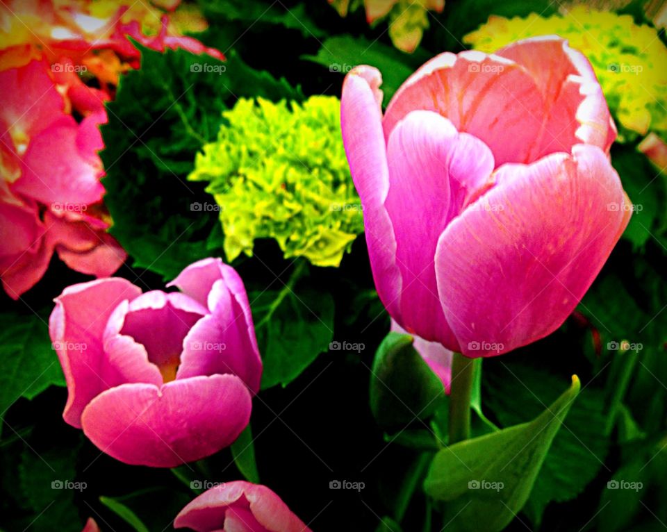 Pink tulips